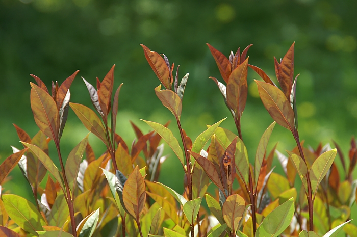 PICT2966 HEDGE.jpg - 249739 Bytes